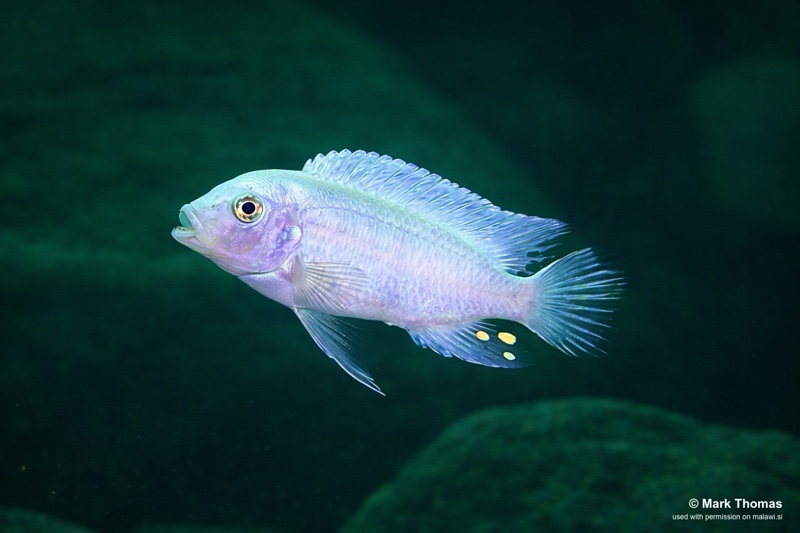 Maylandia callainos 'Magunga'